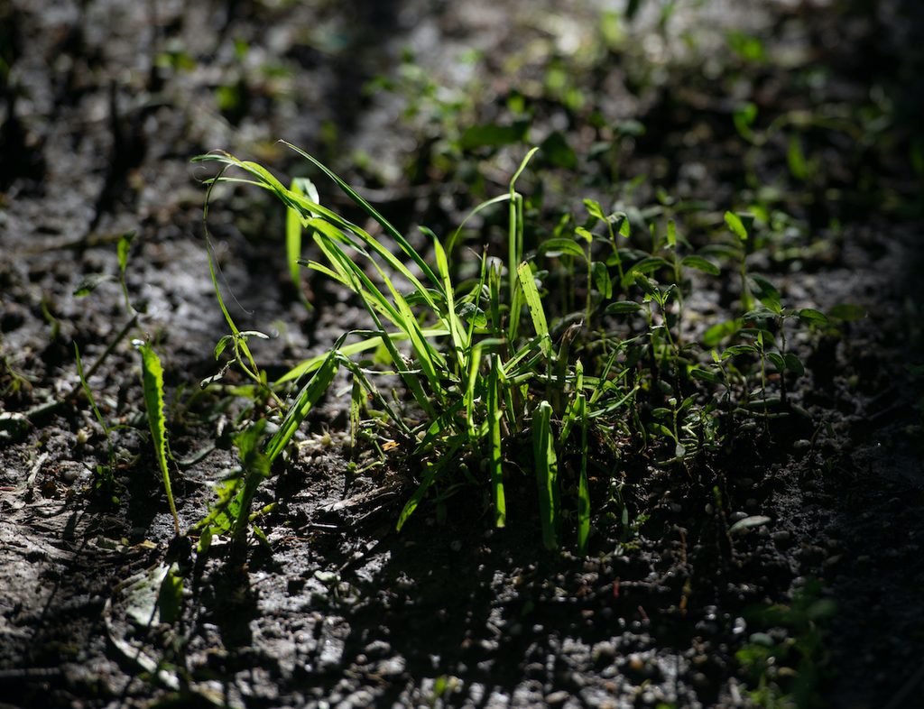 grass in wet soil
