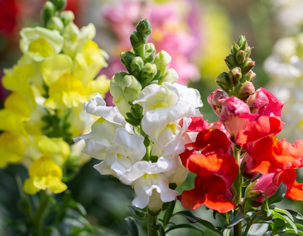 Red, white, and yellow snapdragon flowers