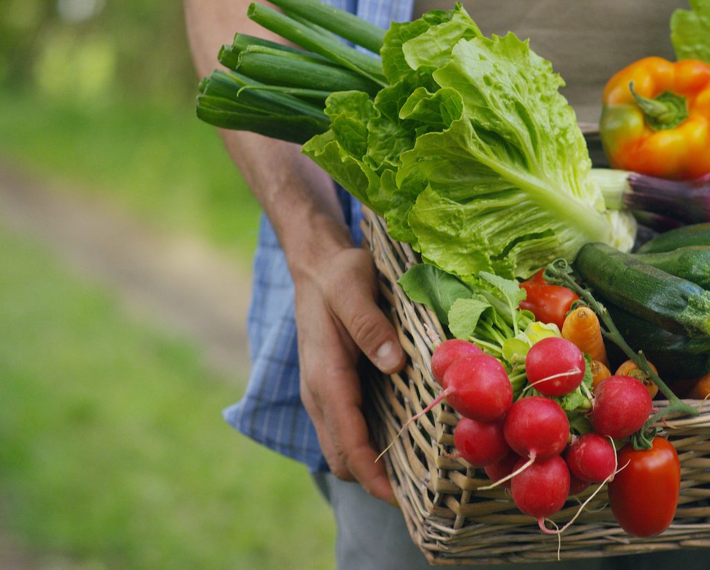 Vegetables in a garden