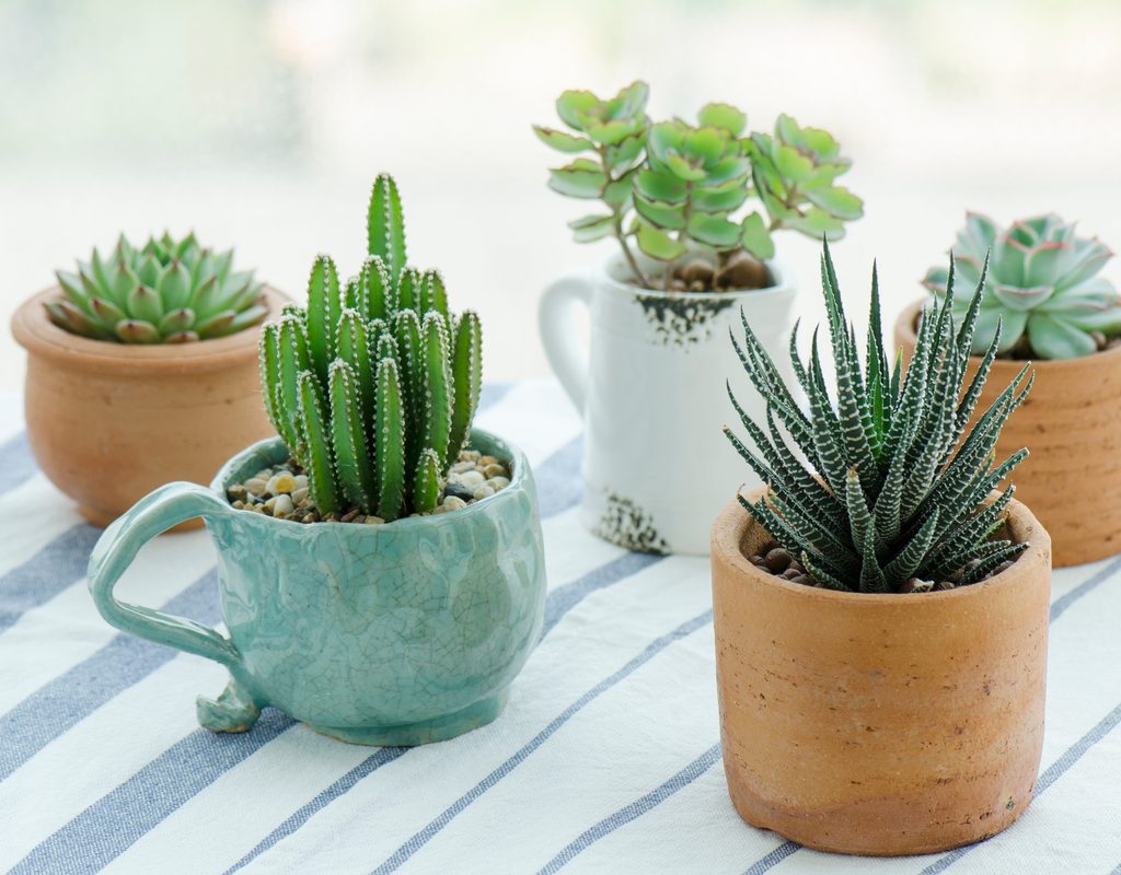 5 different succulents planted in clay mugs