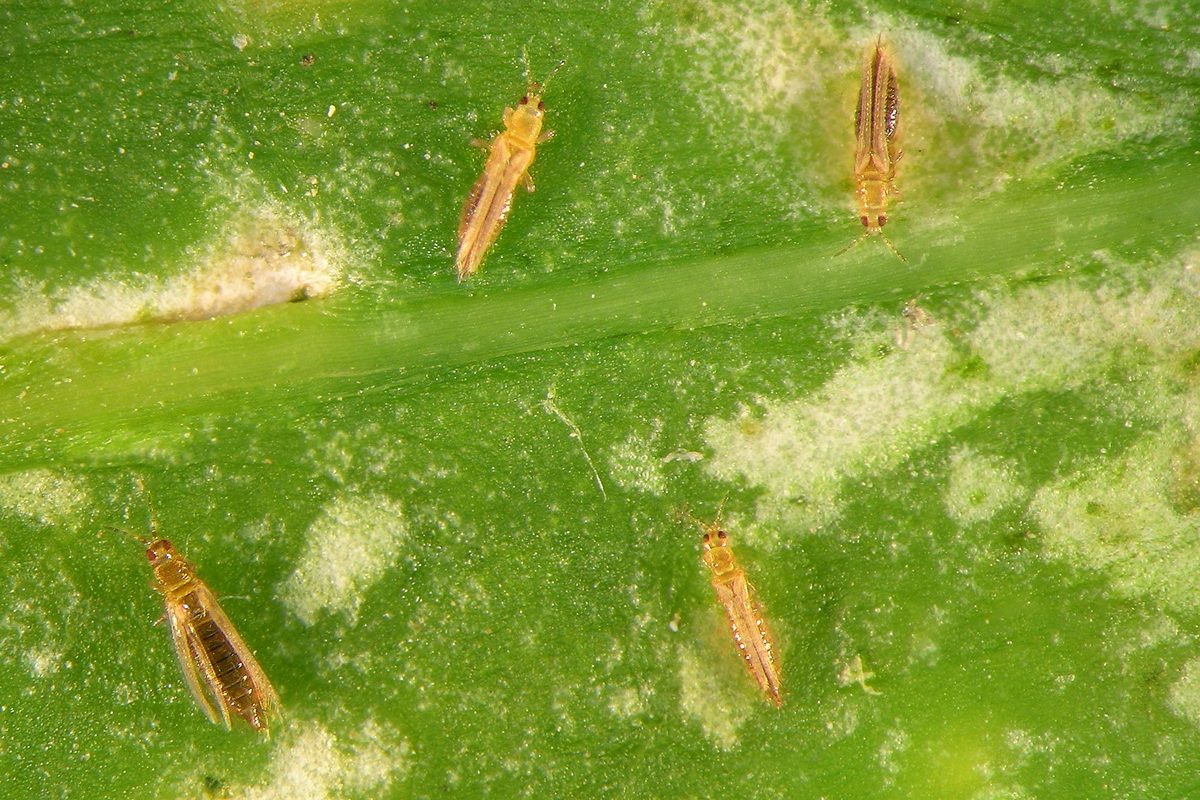 A leaf with several small brown thrips and larger white patches of damage