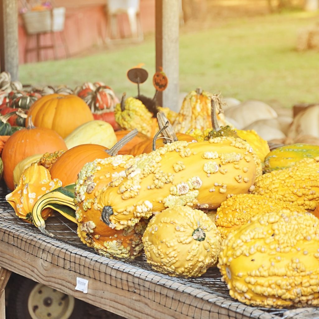 Different pumpkin varieties on a wooden table