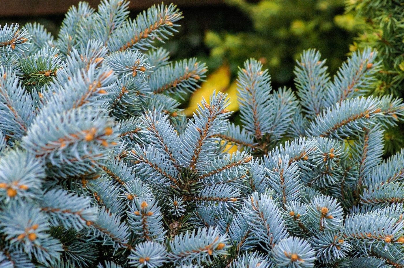 blue spruce