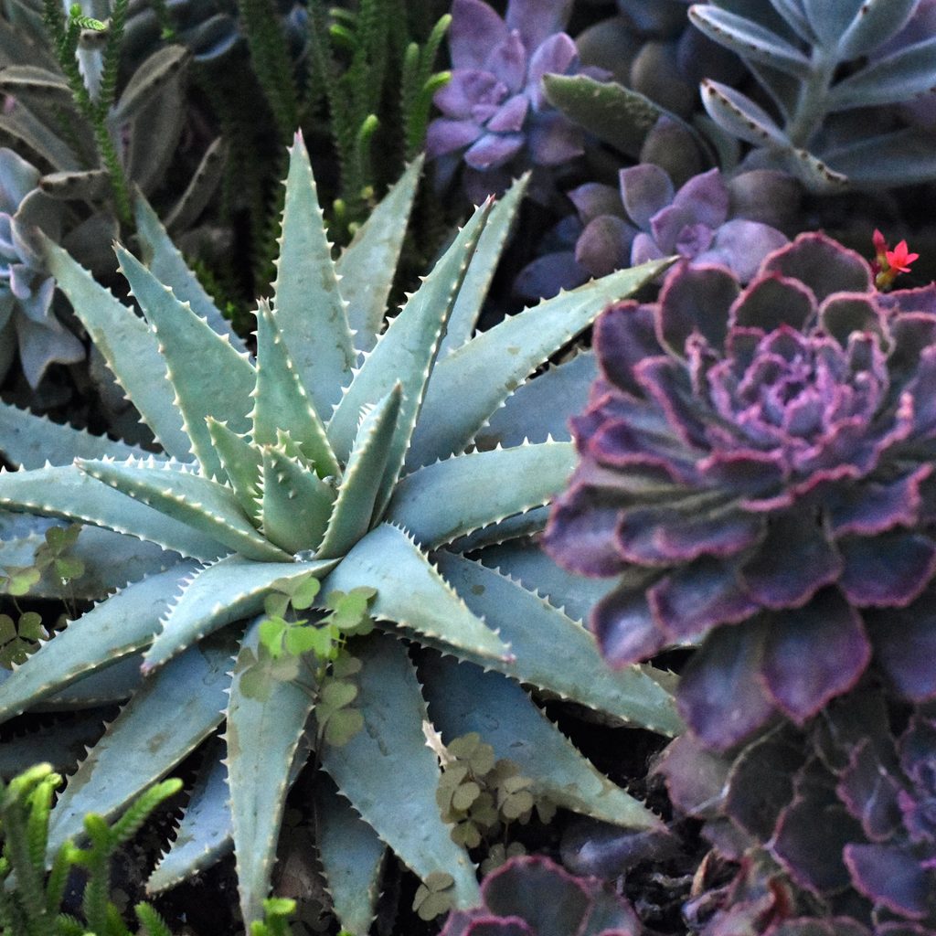 Variety of succulents