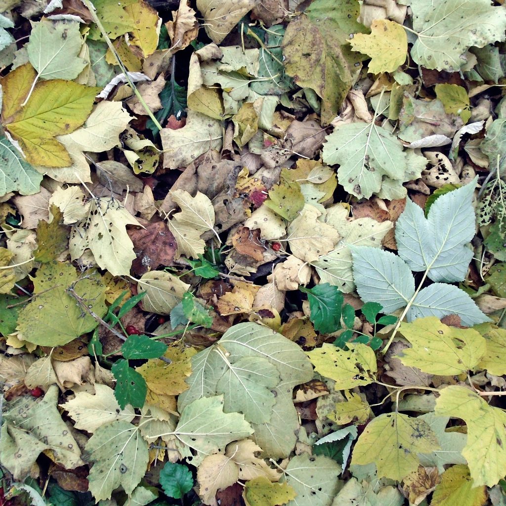 leaf pile