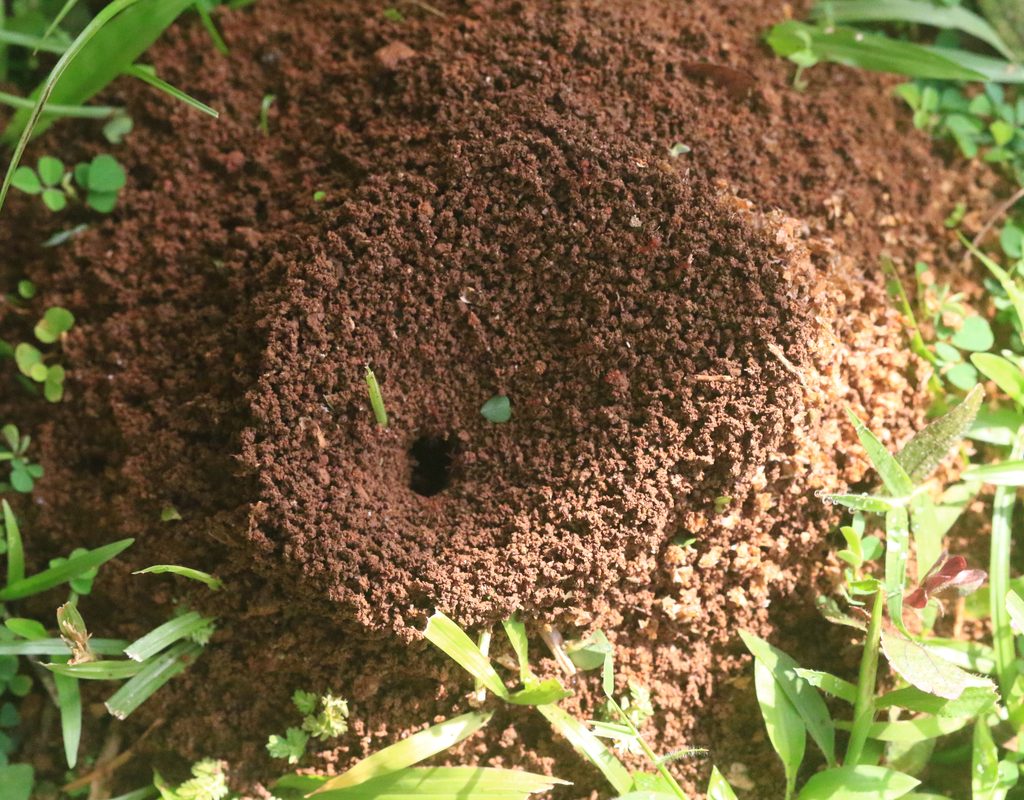 An anthill in the grass