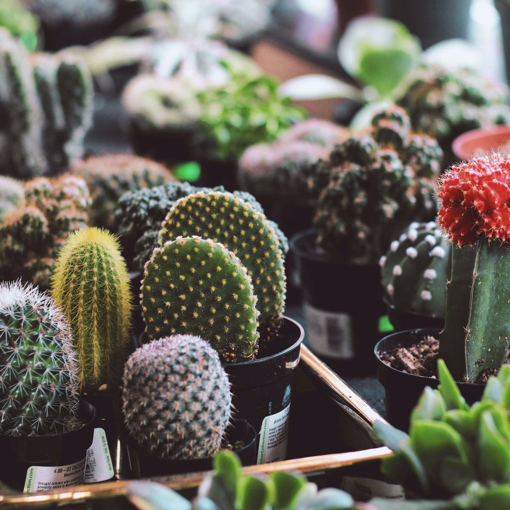 An assortment of small cacti, all different shapes and colors, in black plastic pots