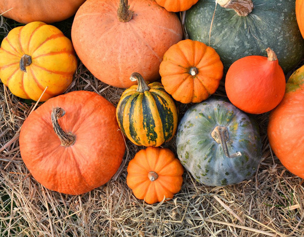 an assortment of colorful pumpkins