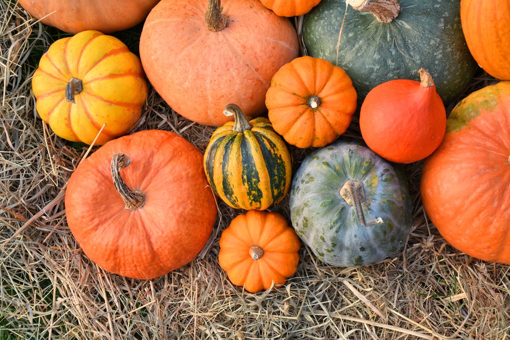 an assortment of colorful pumpkins