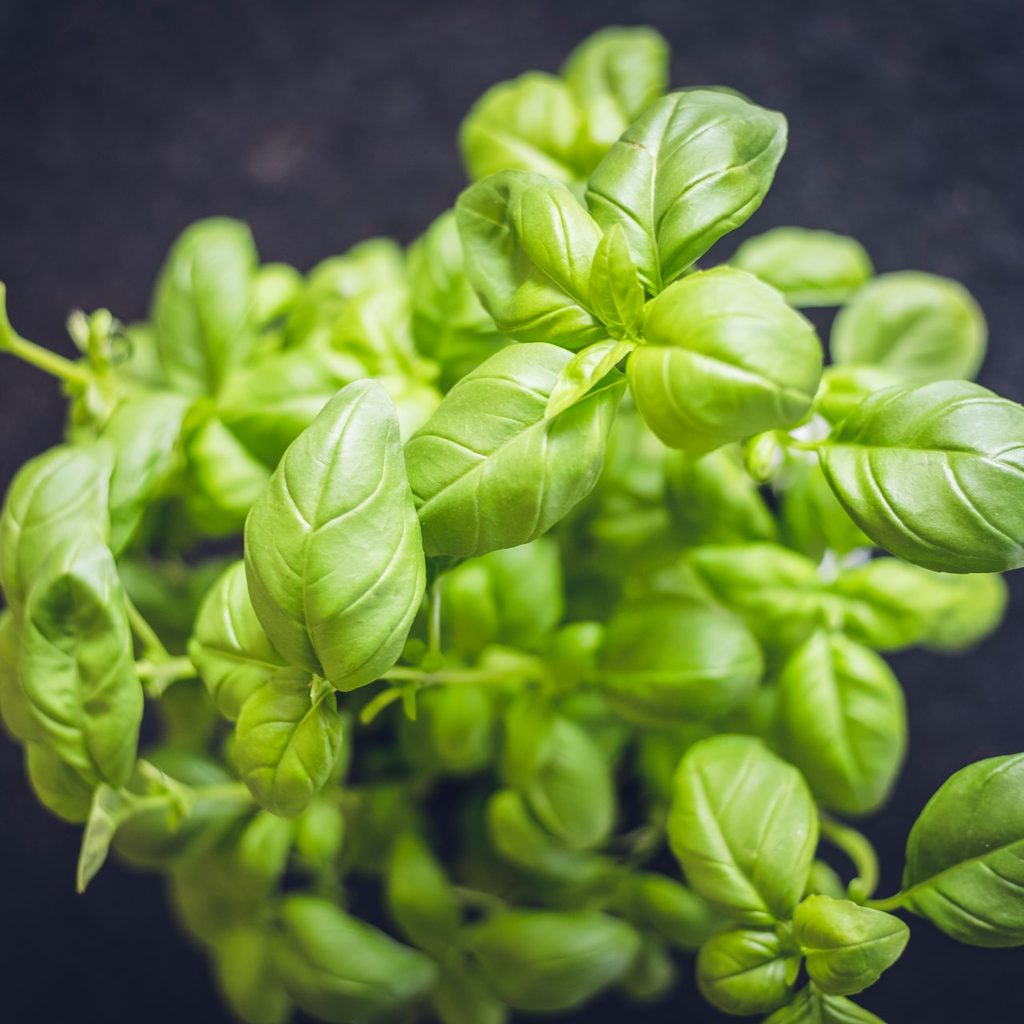 Basil plant