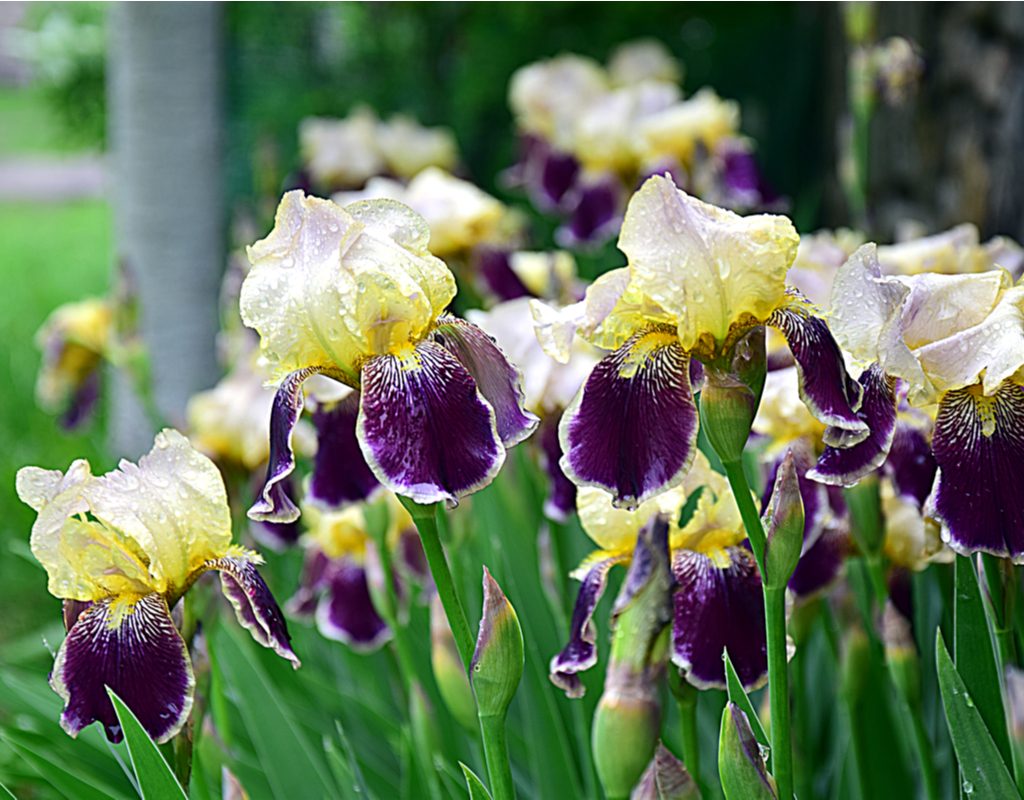 White and purple irises