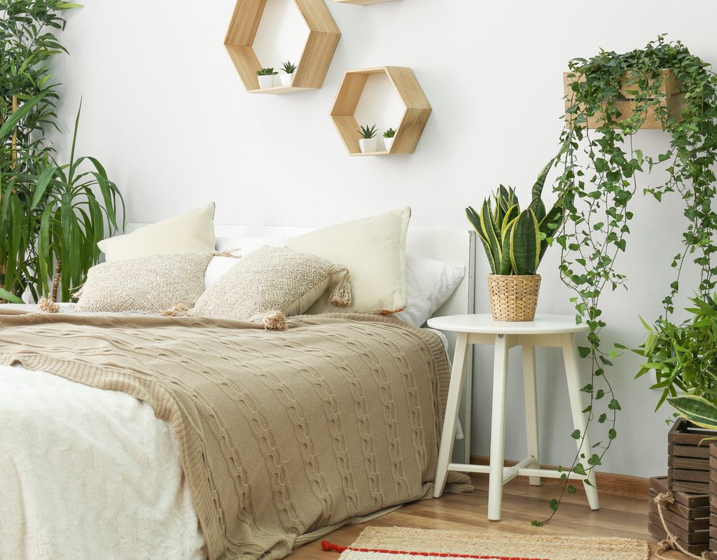houseplants displayed in a bedroom