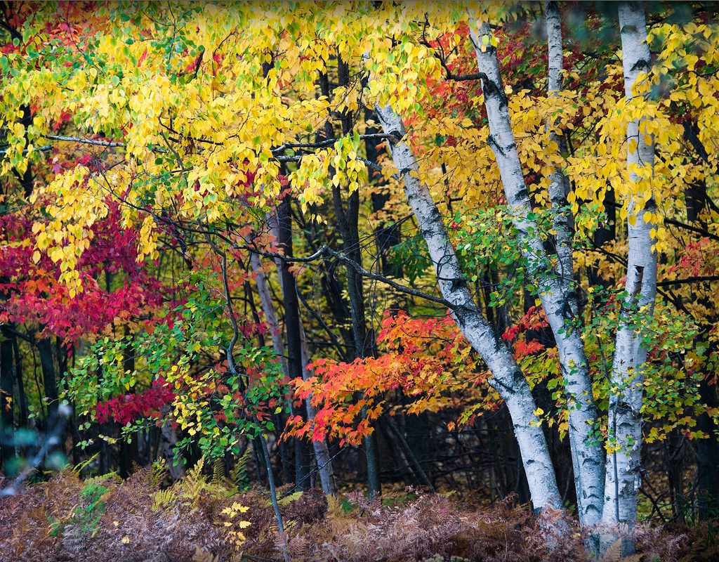 birch and maple trees autumn color