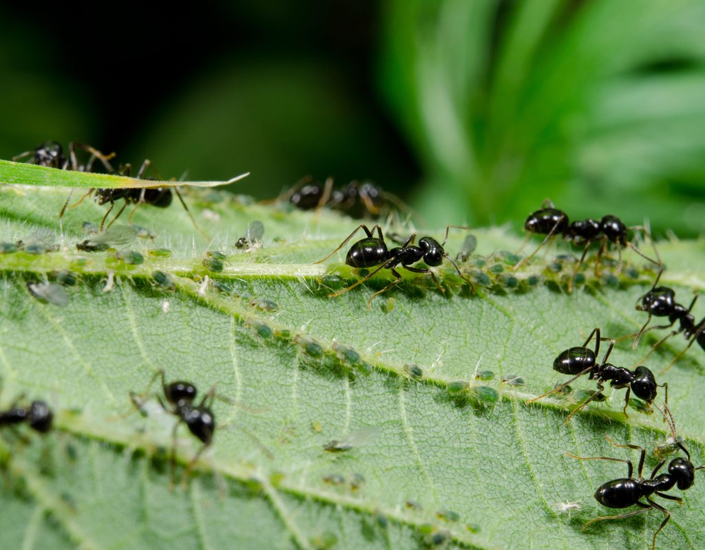 Several small black ants on a leaf