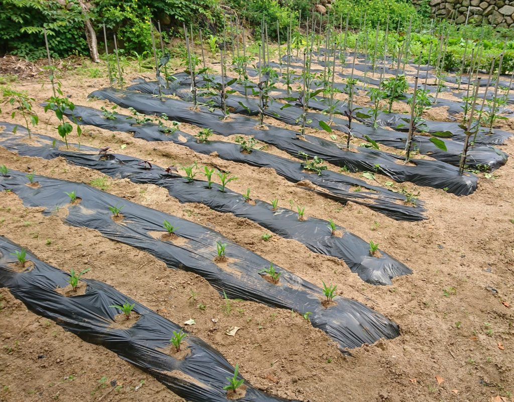 A garden with young plants surrounded by a sheet of black plastic mulch