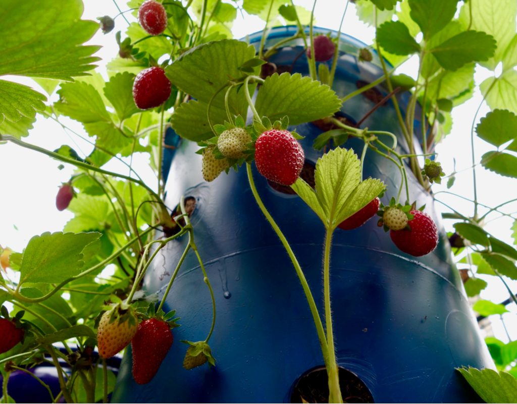A blue plastic strawberry tower with strawberry plants growing from the top and sides