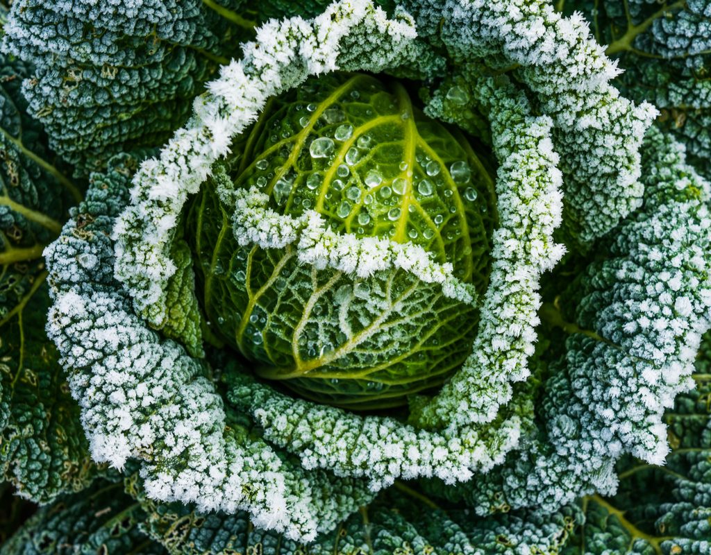 cabbage in garden with frost
