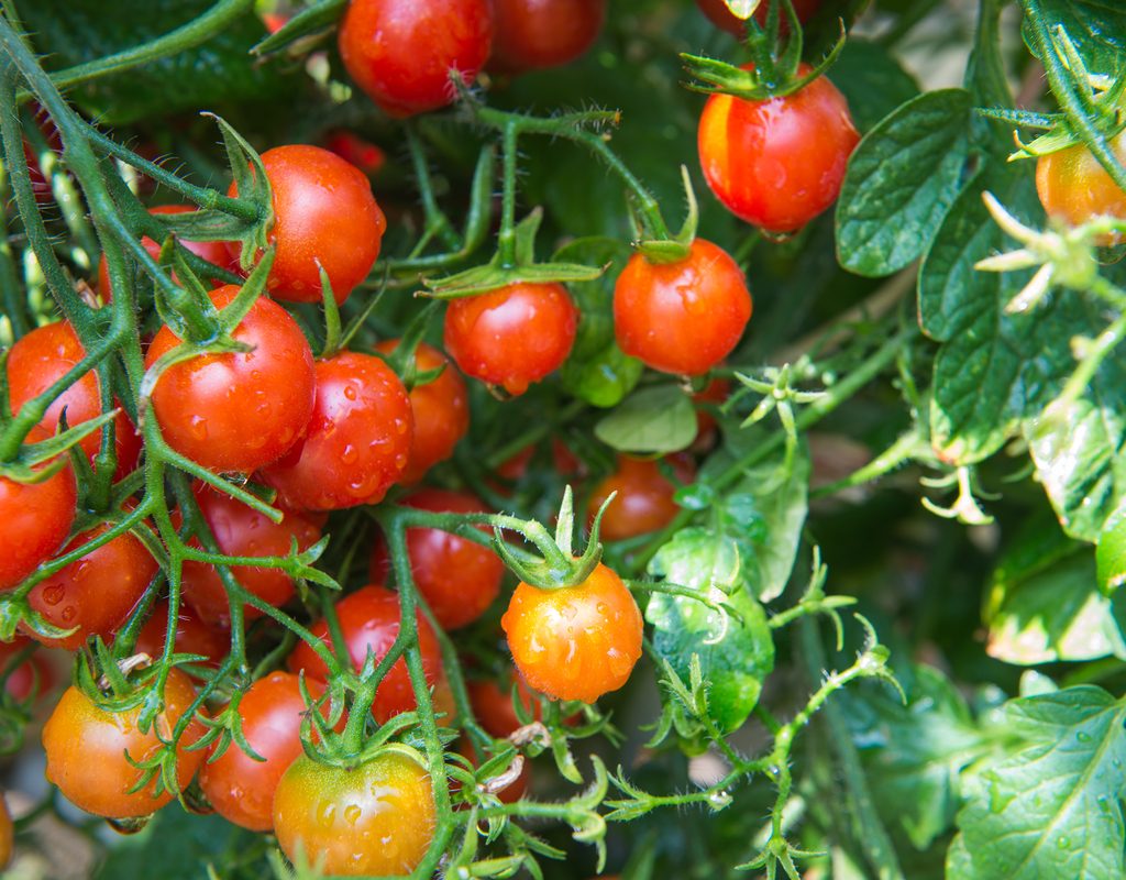 ripe cherry tomatoes on the vine