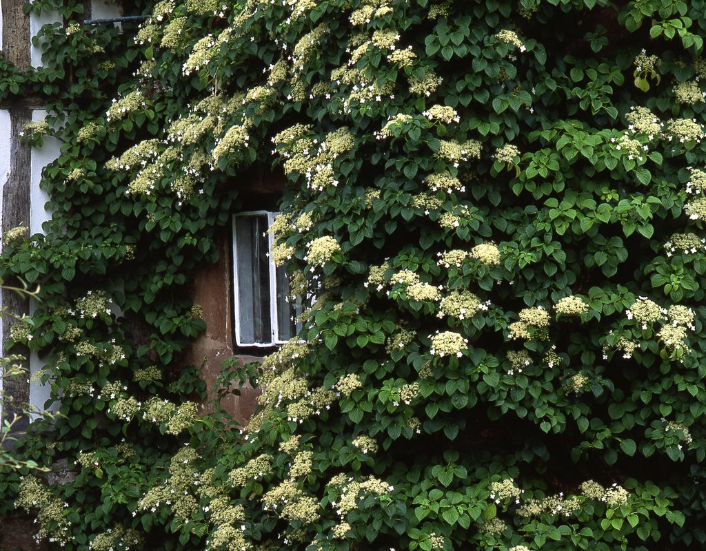 climbing hydrangea growing on a wall