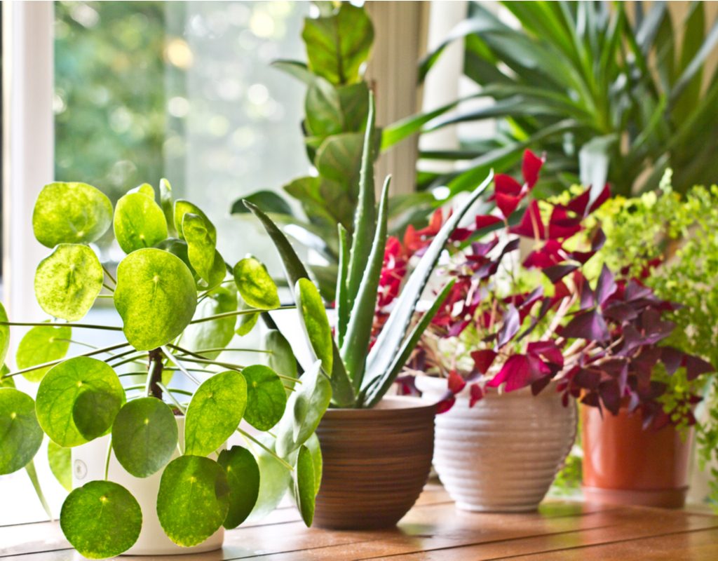 A row of colorful houseplants in a sunny window