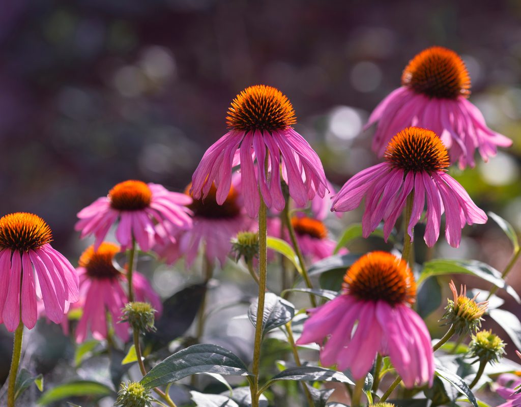 A group of purple coneflowers