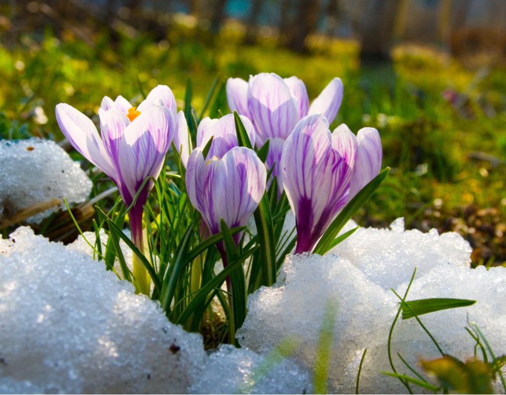 Crocus flowers blooming in snow