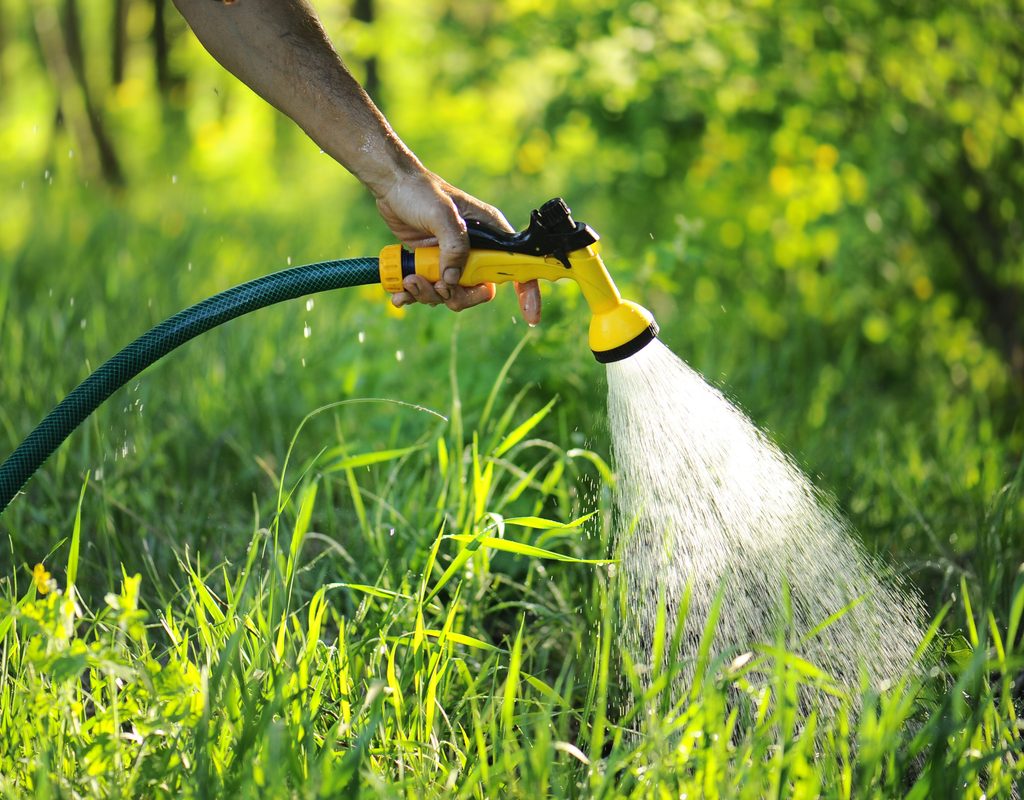 watering plants with a garden hose