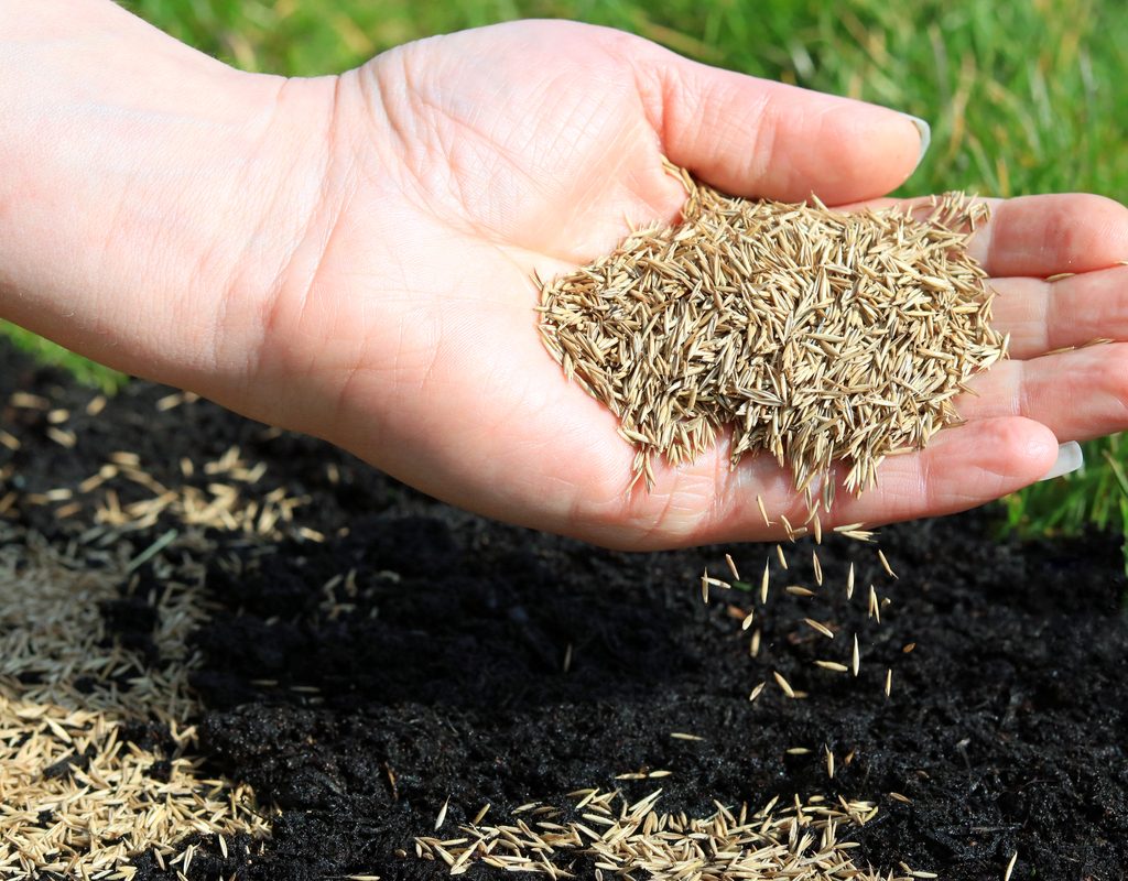 Handful of grass seed