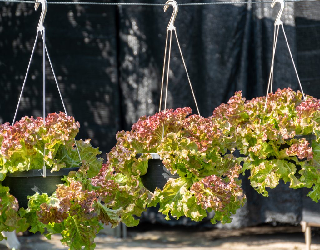 Lettuce growing in hanging baskets