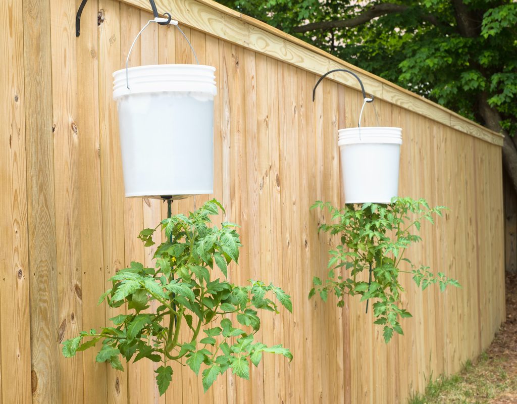 upside down tomato plants in hanging buckets