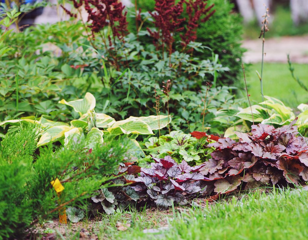 Mixed perennials including heuchera and hosta