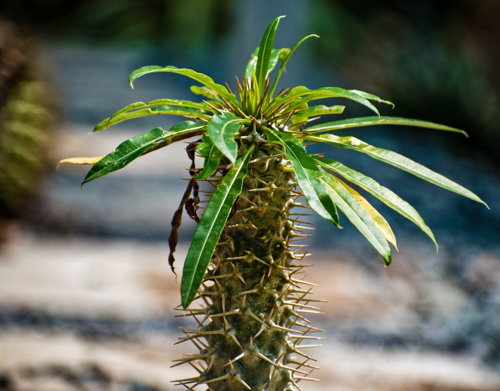 Madagascar palm tree
