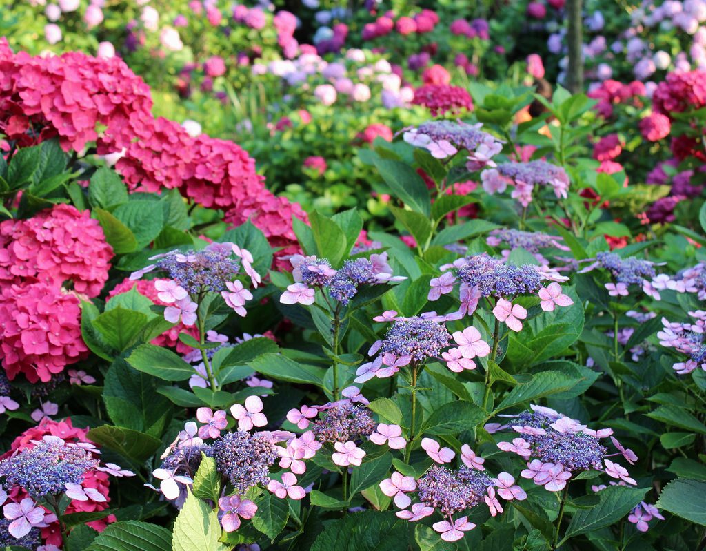 pink mophead and blue lacecap hydrangeas in bloom