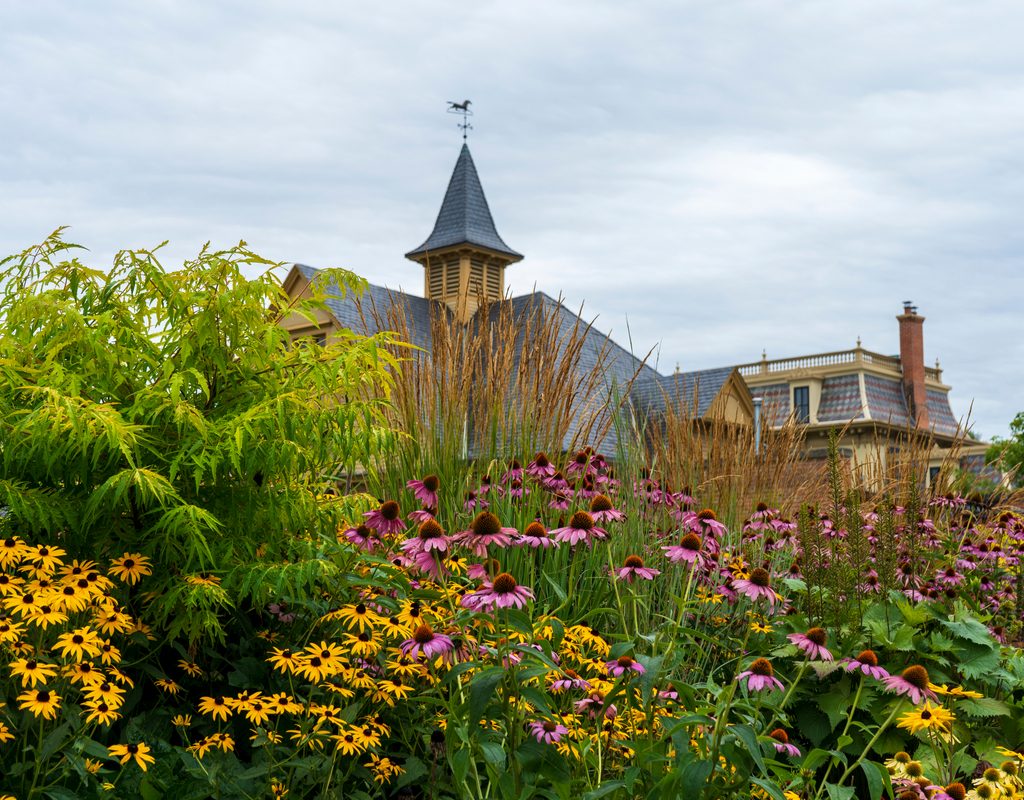 black eyed Susans and coneflowers in a garden