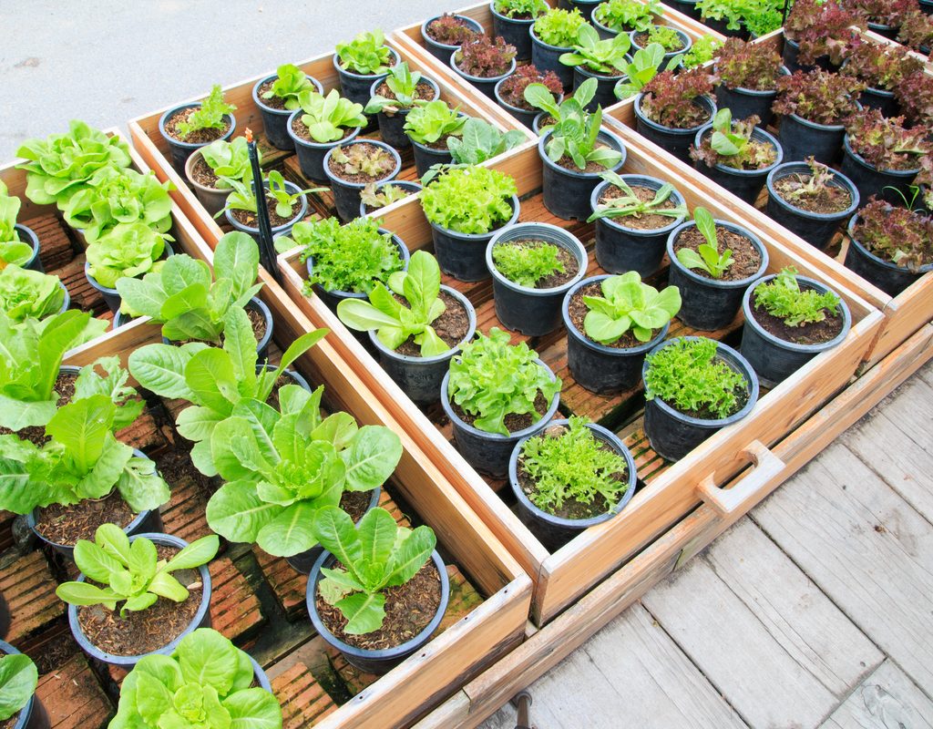 vegetable seedlings in trays