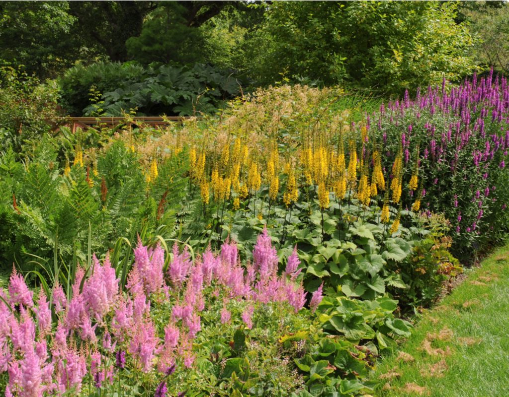flower garden at the edge of a lawn