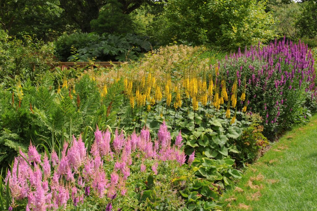 flower garden at the edge of a lawn