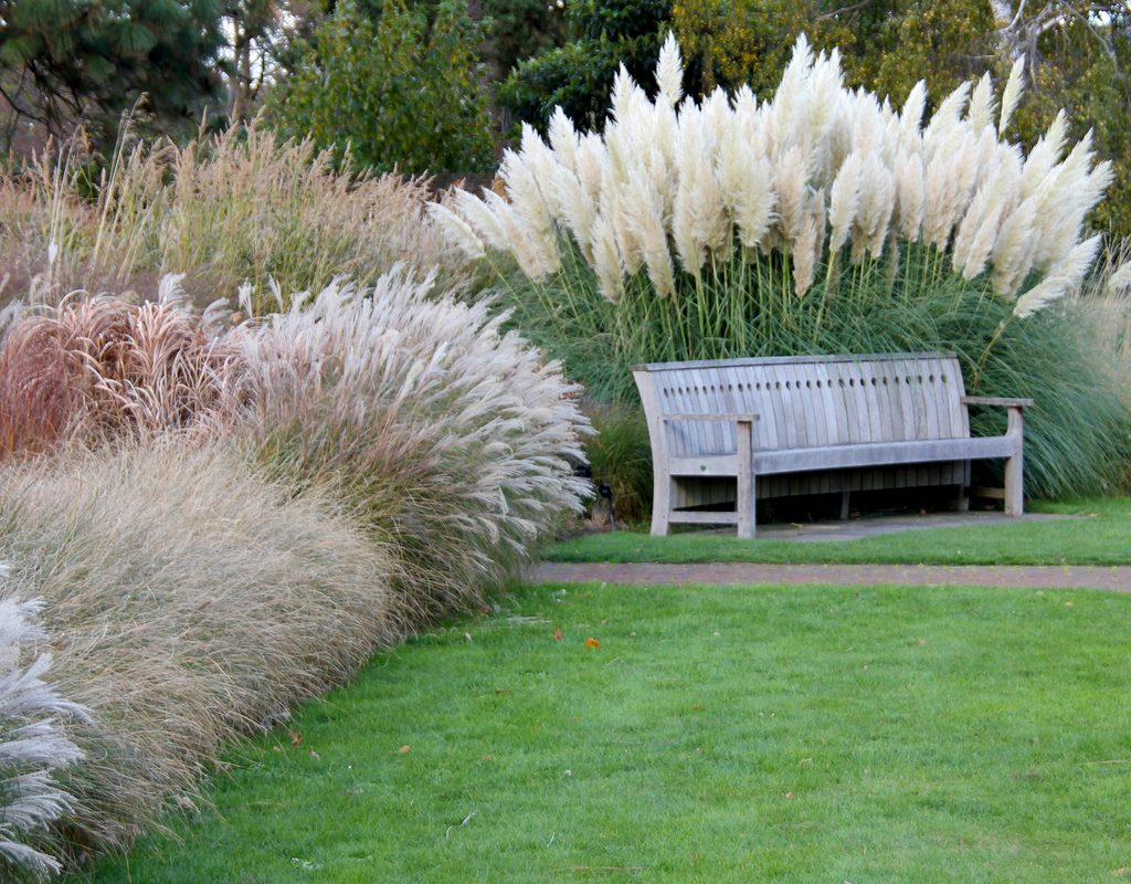 Ornamental grass border and landscape bench