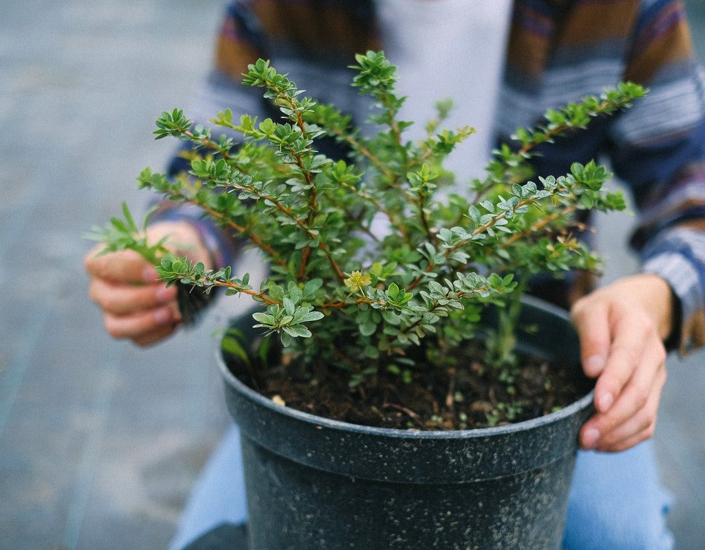 A person holding a potted plant