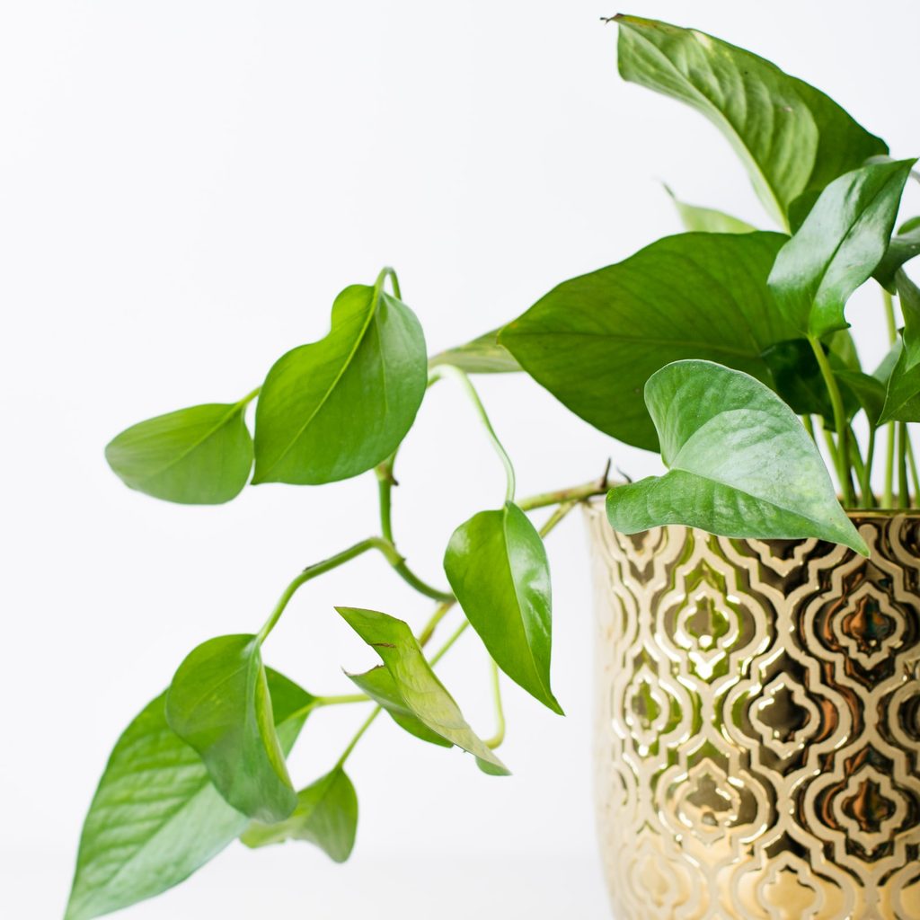 Pothos plant