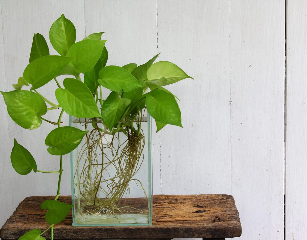 Pothos plant in a vase of water with roots