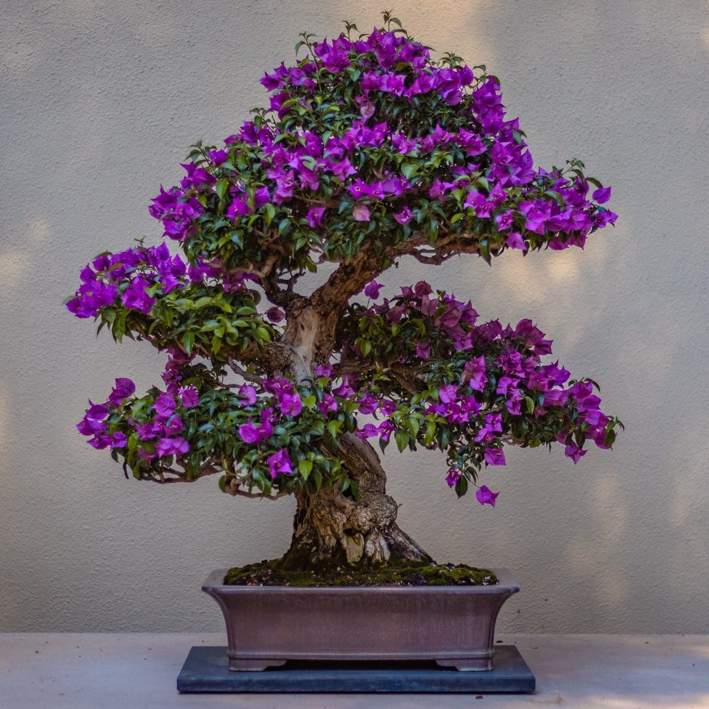 Bonsai tree in purple rectangular pot blooming purple flowers