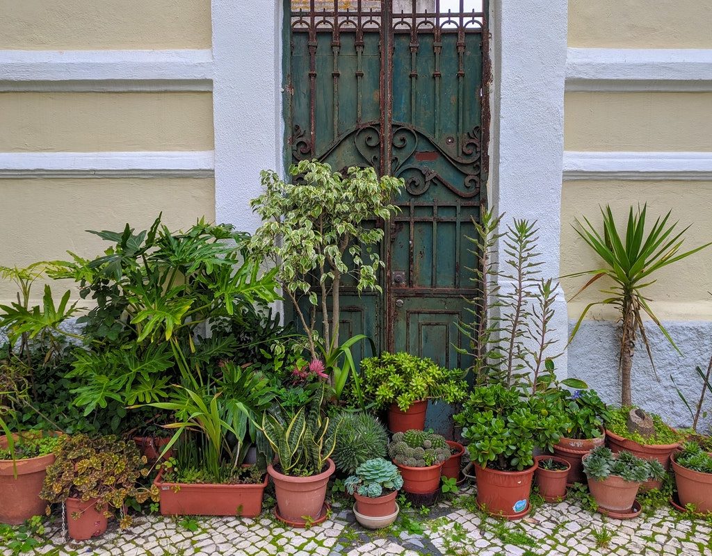 A collection of potted plants on a patio