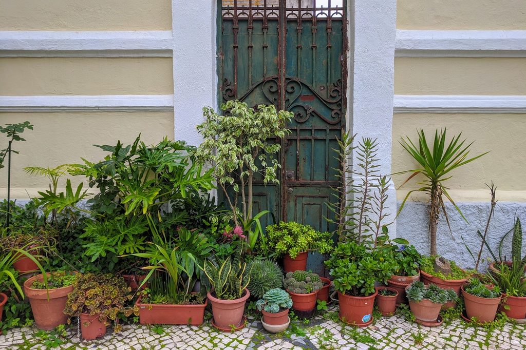 A collection of potted plants on a patio