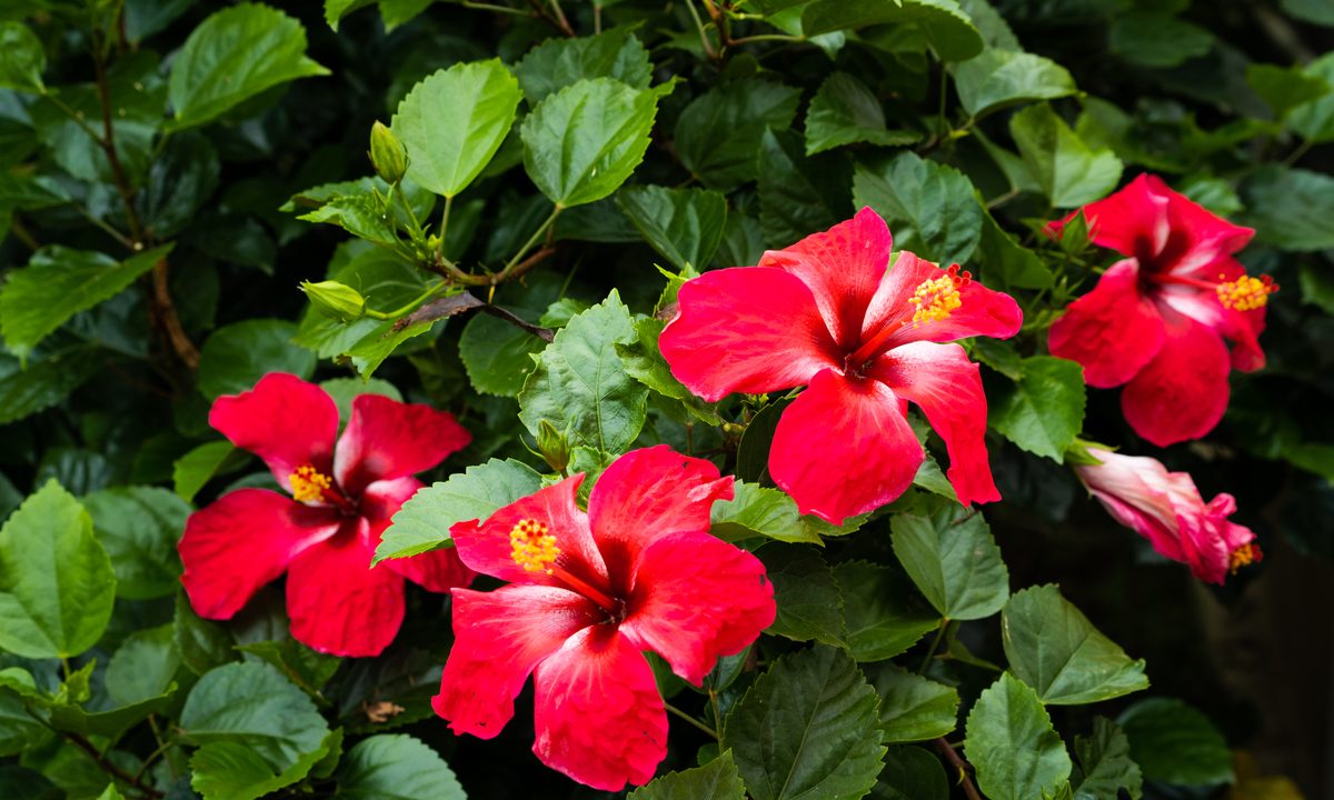 A plant with several red hibiscus flowers