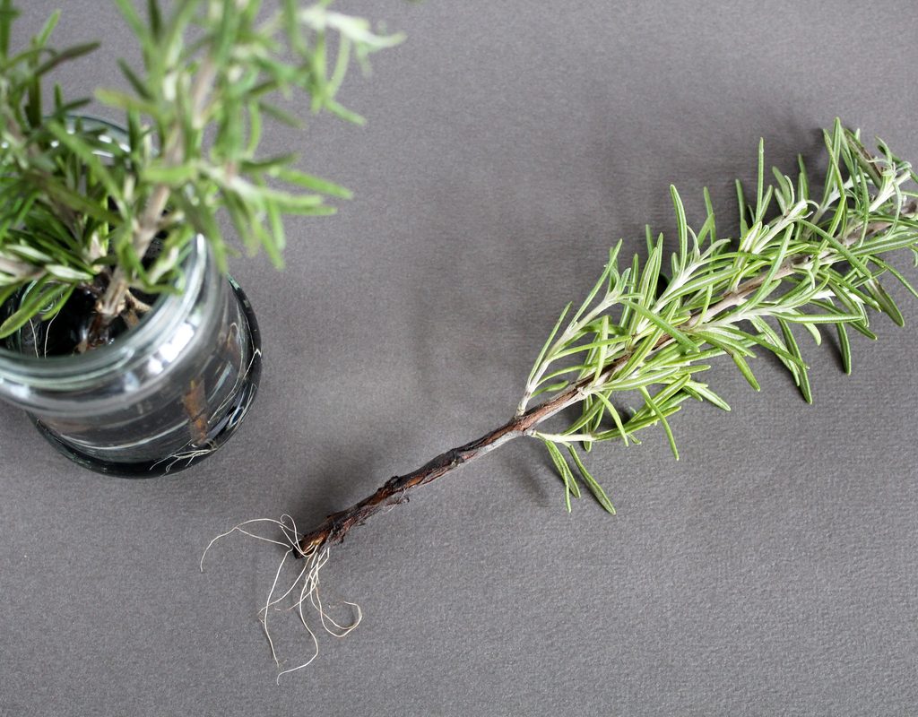 Rosemary cutting with roots