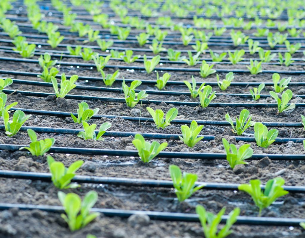 Rows of seedlings with drip irrigation tubes in between them