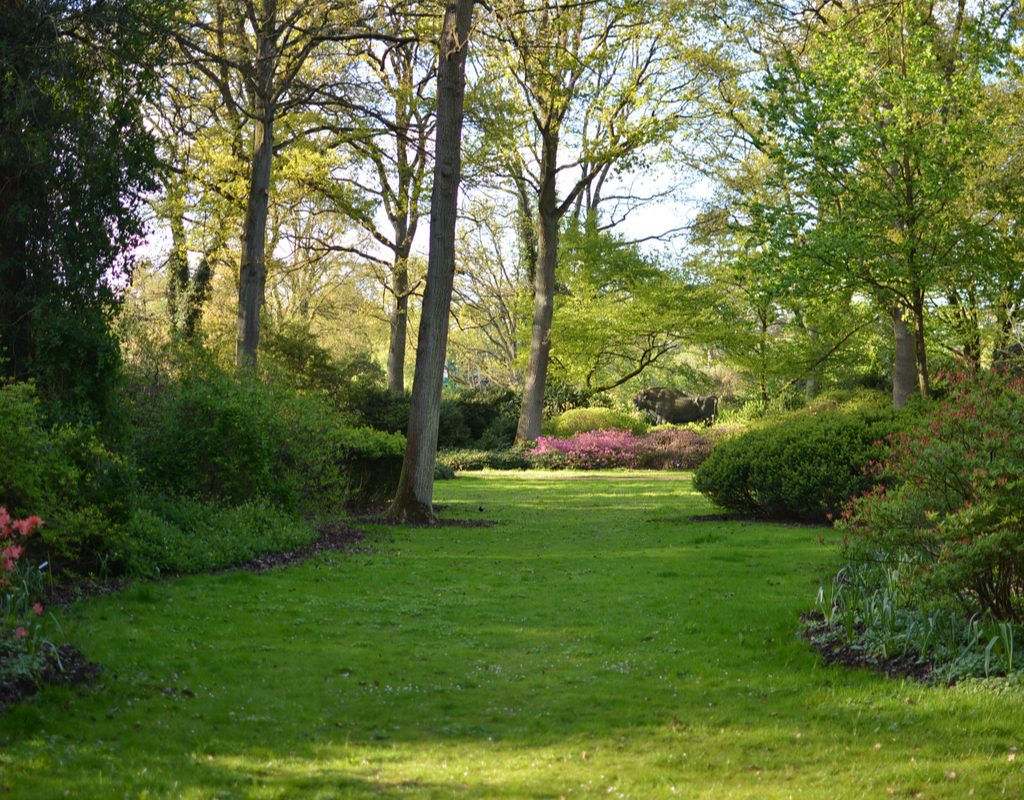 shady lawn with shrub border