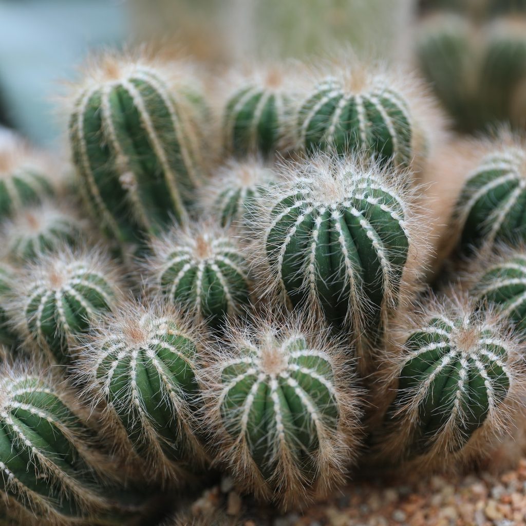 Close up of a green and white cactus in the sand