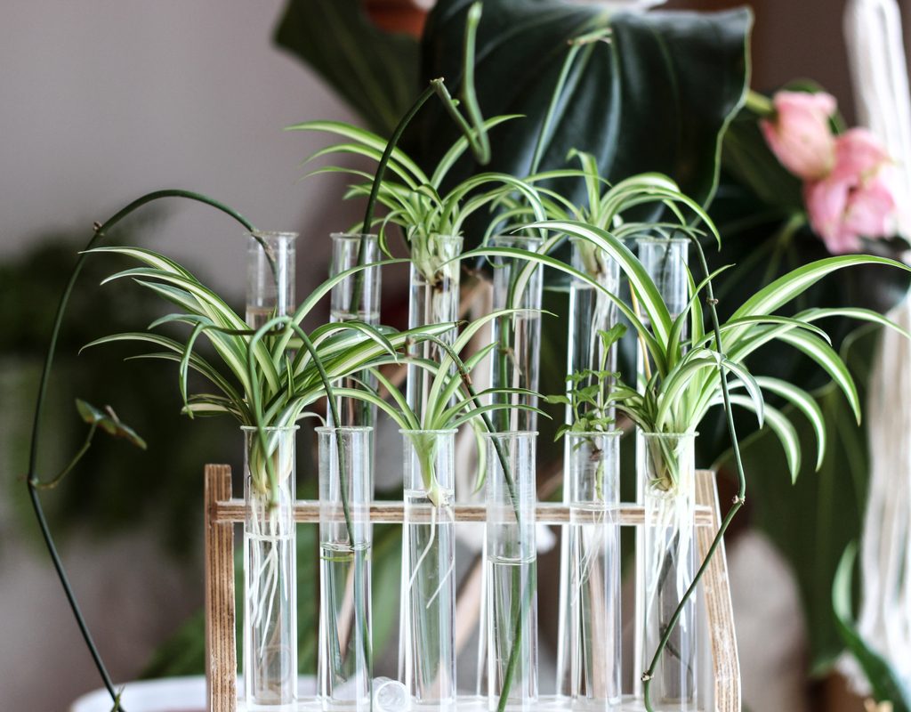 Spider plant cuttings growing in water in glass test tubes